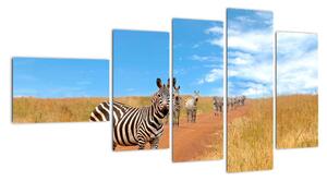 Zebra na cestě - obraz (110x60cm)