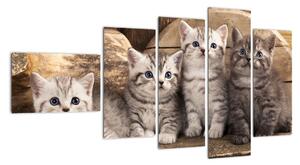 Koťata - obraz (110x60cm)