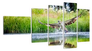 Fotka lovícího orla - obraz (110x60cm)