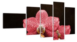 Růžová orchidej - obraz (110x60cm)