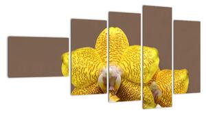 Žlutá orchidej - obraz (110x60cm)