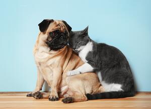 Malvis ® Tapeta Kočka a pes Vel. (šířka x výška): 144 x 105 cm