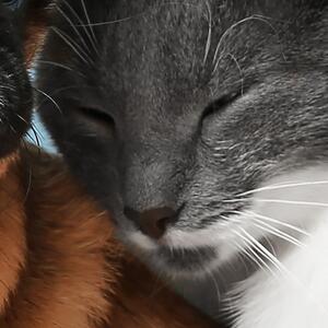 Malvis ® Tapeta Kočka a pes Vel. (šířka x výška): 144 x 105 cm