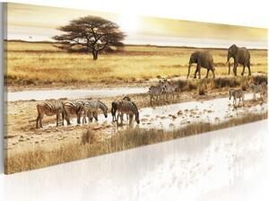 Obraz - Africa: at the waterhole