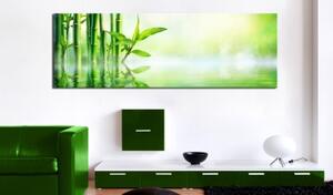 Obraz - Green Bamboo