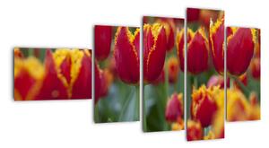 Tulipánové pole - obraz (110x60cm)