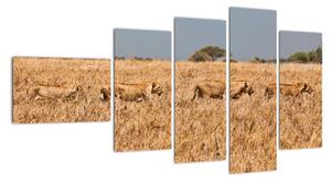 Obraz - smečka lvů (110x60cm)