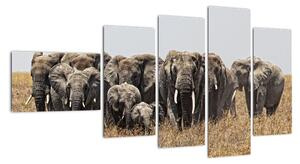 Stádo slonů - obraz (110x60cm)