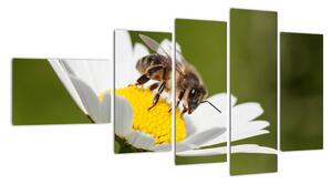 Včela na sedmikrásce - obraz (110x60cm)