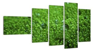 Detail trávy - obraz (110x60cm)