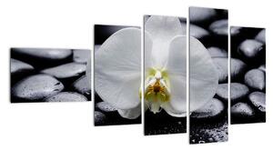 Květ orchideje - obraz (110x60cm)