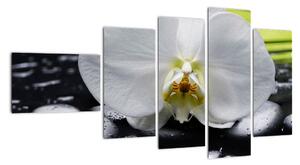 Květ orchideje - obraz na zeď (110x60cm)