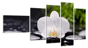Fotka květu orchideje - obraz auta (110x60cm)