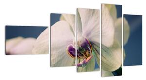 Obraz orchideje (110x60cm)