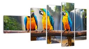 Obraz - papoušci (110x60cm)