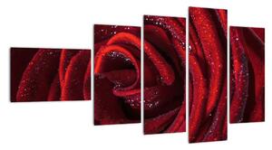 Detail růže, obraz (110x60cm)