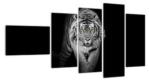 Tygr černobílý, obraz (110x60cm)