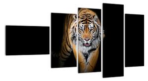 Tygr, obraz (110x60cm)