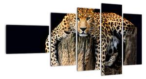 Leopard, obraz (110x60cm)