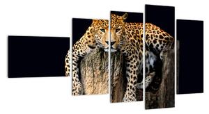 Leopard, obraz (110x60cm)