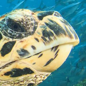 Malvis ® Tapeta mořská želva Vel. (šířka x výška): 144 x 105 cm