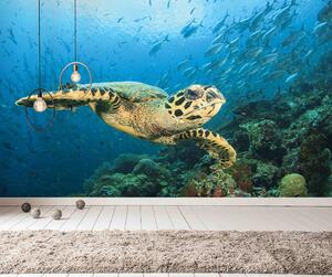 Malvis ® Tapeta mořská želva Vel. (šířka x výška): 288 x 200 cm