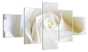 Obraz bílé růže (125x70cm)