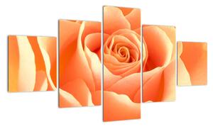 Obraz oranžové růže (125x70cm)