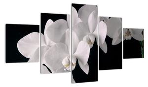Obraz - bílé orchideje (125x70cm)