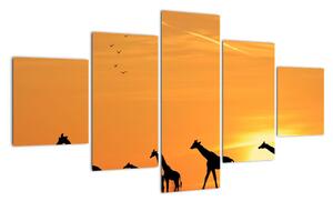 Moderní obraz - žirafy (125x70cm)