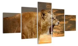 Obraz řvoucího lva (125x70cm)