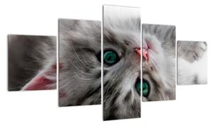 Obraz kočky (125x70cm)