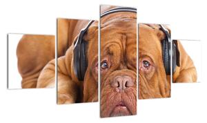 Moderní obraz - pes se sluchátky (125x70cm)