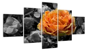 Oranžový květ na černobílém pozadí - obraz (125x70cm)