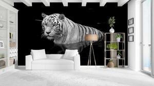 Malvis ® Tapeta Tygr v černém inkoustu Vel. (šířka x výška): 144 x 105 cm