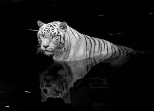 Malvis ® Tapeta Tygr v černém inkoustu Vel. (šířka x výška): 144 x 105 cm