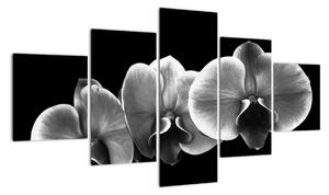 Černobílý obraz - orchidej (125x70cm)