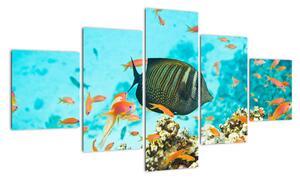 Obraz ryb v akvárii (125x70cm)