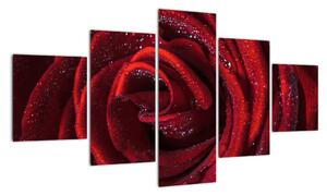 Obraz rudé růže (125x70cm)