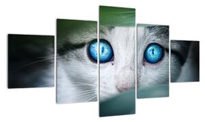 Obraz kočky, zářivé oči (125x70cm)