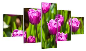 Obraz kvetoucích tulipánů (125x70cm)