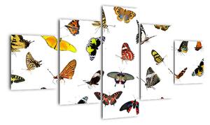 Obrazy motýlů (125x70cm)