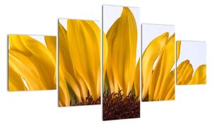Obraz květu slunečnice (125x70cm)