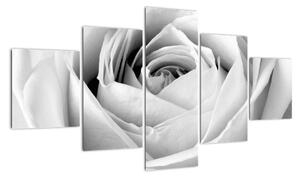 Černobílý obraz růže (125x70cm)