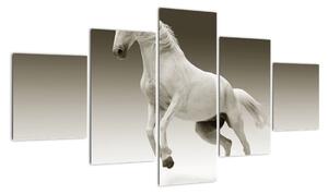 Obrazy bílého koně (125x70cm)