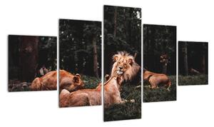 Obrazy - lvi v lese (125x70cm)