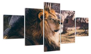 Obraz - ležící lev (125x70cm)