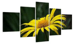 Obraz žlutého květu (125x70cm)