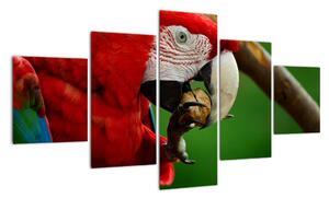 Obraz papouška (125x70cm)