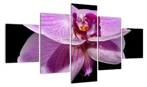 Obraz - orchidej (125x70cm)